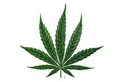 Botanical hand drawing - sativa leaf, a Healthcare Illustration by separisa (Thumbnail 2 of 6)