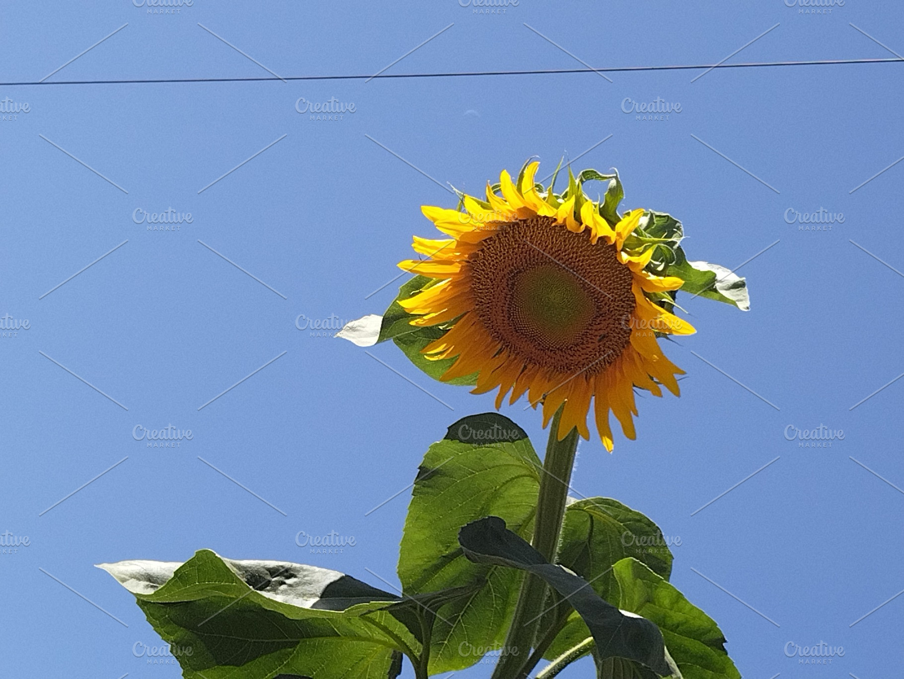 Sunflower and blue sky, a Nature Photo by DanFLCreativo