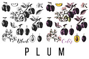 Fruit branches, a Food Illustration by handsketched (Thumbnail 9 of 13)