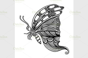 Butterfly Sketch Vector