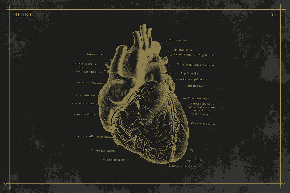 100+ Vintage Anatomy Vectors, a Healthcare Illustration by Shizzle Stock (Photo 5 of 20)