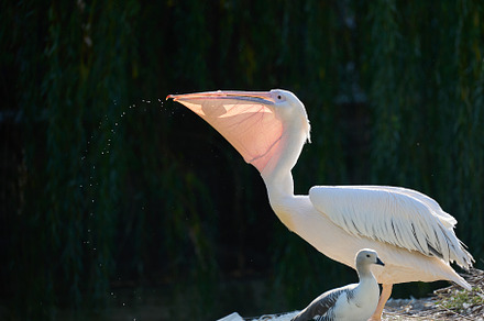 White pelican eats fish on a pond, an Animal Photo by ndanko