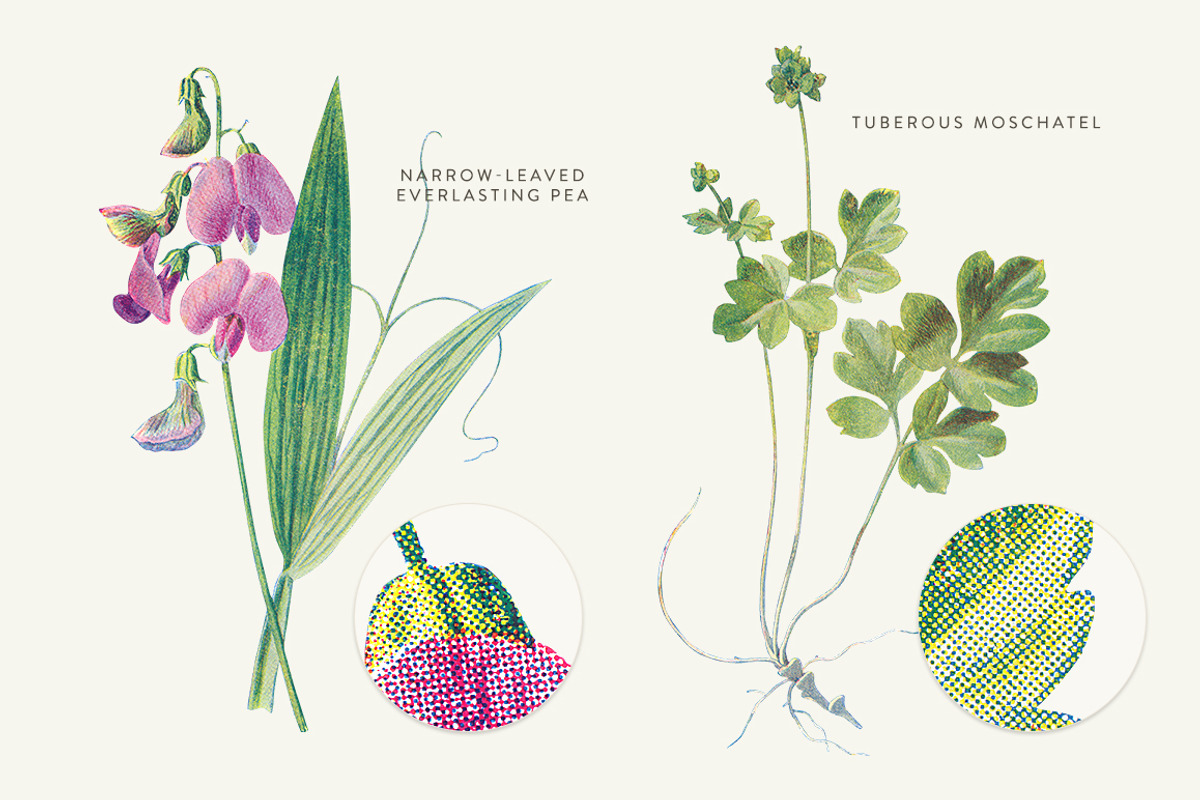 Vintage Flowers Vol.01 - Extra Large, an Illustration by Greta Ivy (Photo 5 of 18)
