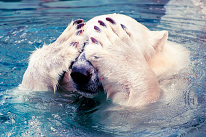 Large polar bear stock photo containing swim and bear