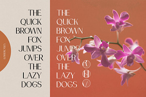 Drakors Elegant Font