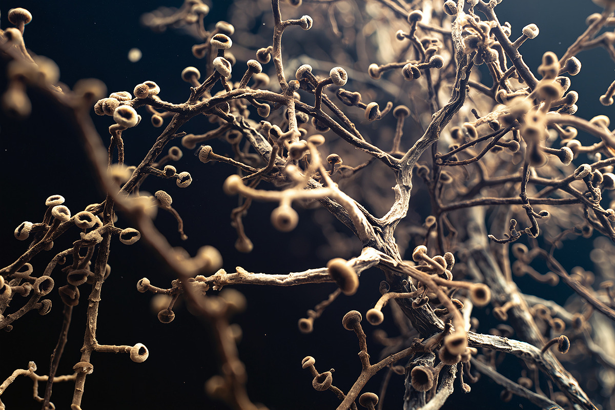 72 Microscopic Fungi Backgrounds, a Background Graphic by h.utomo (Photo 11 of 72)