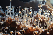 72 Microscopic Fungi Backgrounds, a Background Graphic by h.utomo (Thumbnail 29 of 72)