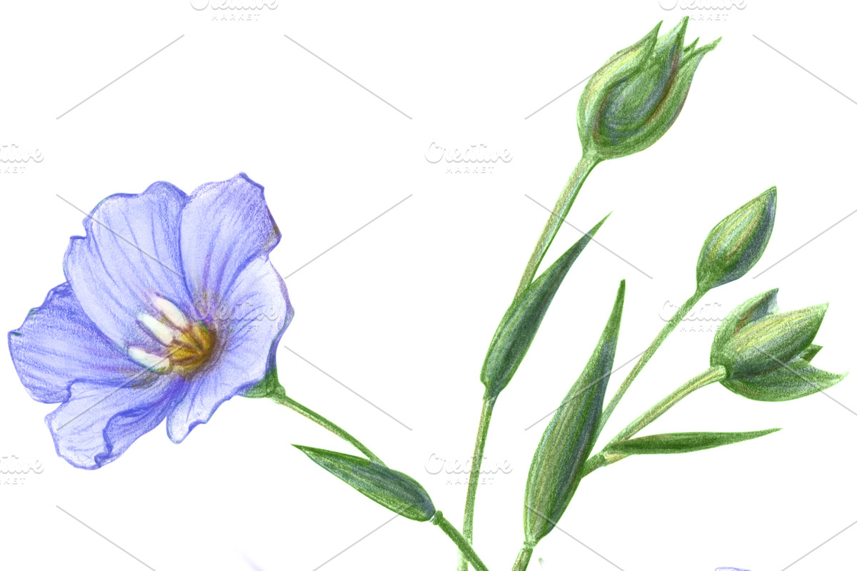 Flax Pencil Drawing Isolated, a Healthcare Illustration by Anna Repp Illustration (Photo 3 of 4)
