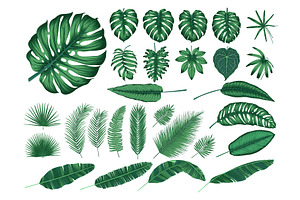 Detailed Tropical Leaves