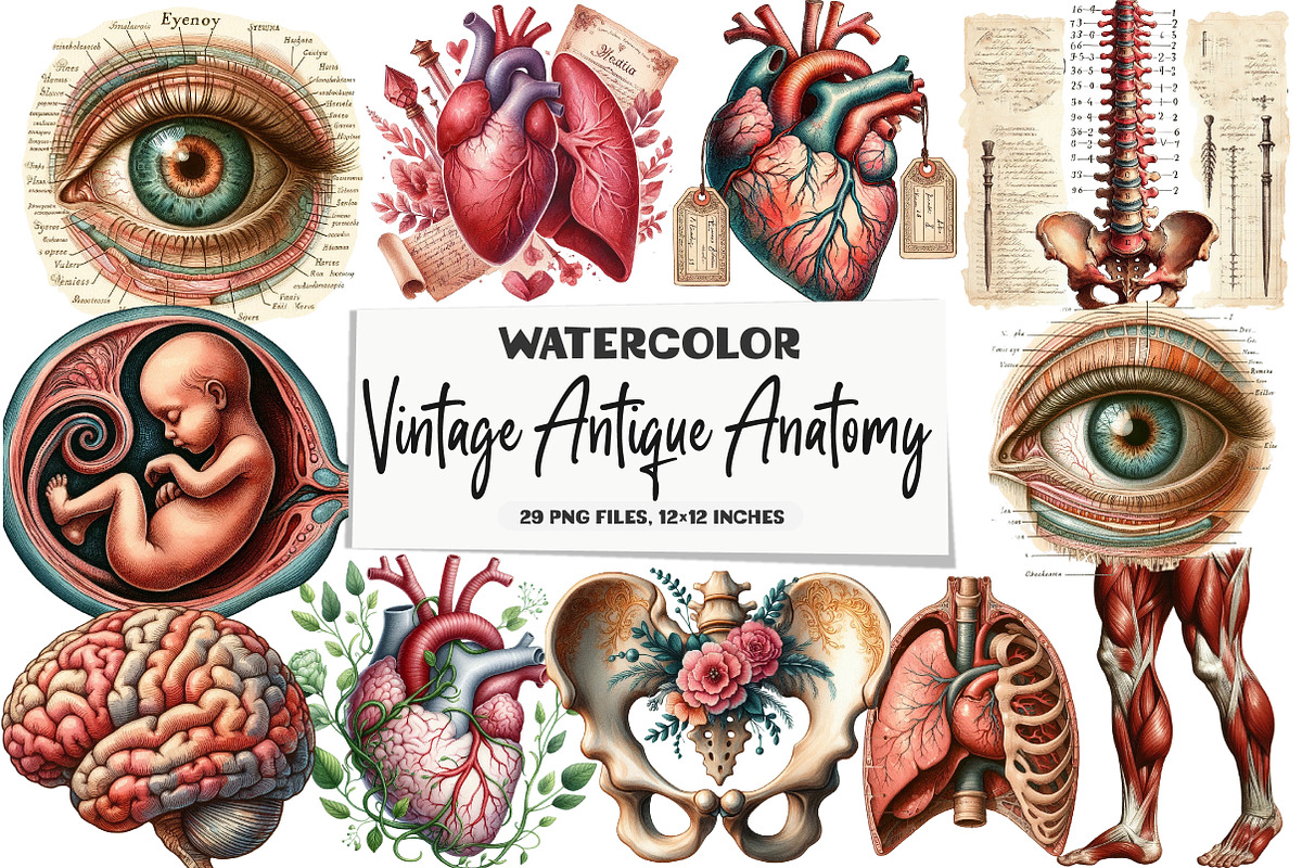 Vintage Antique Anatomy Clipart, a Seasonal Illustration by DreamArtGraphic (Photo 1 of 5)