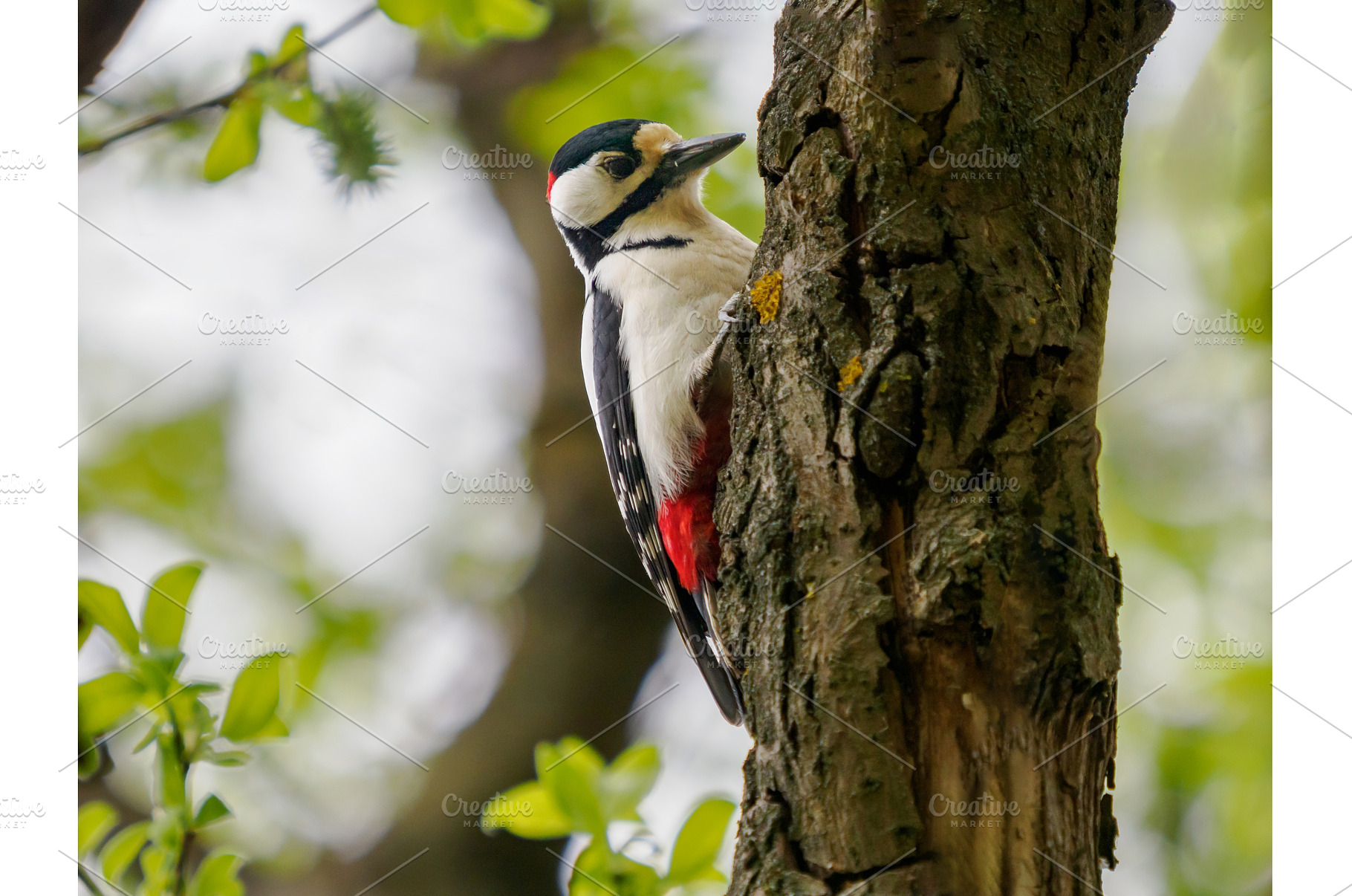 The great spotted woodpecker or, an Animal Photo by Fascinadora