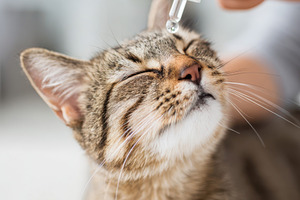 Administering care to a relaxed cat, an Animal Photo by AlyaAnd