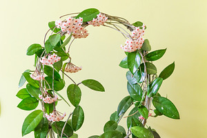 Green plant arch with white flowers, a Nature Photo by Vapi
