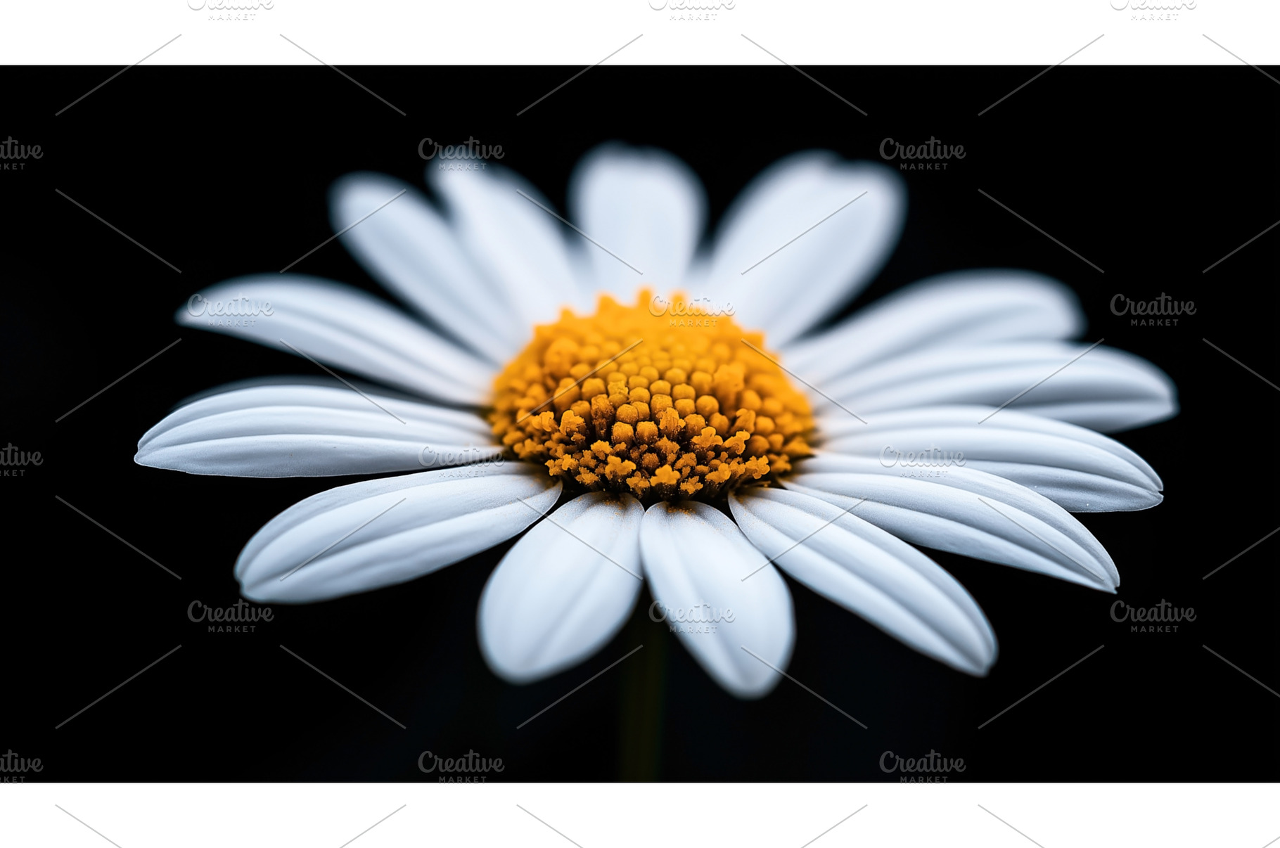 Close-up of a white daisy flower, a Nature Photo by Sergey Kotenev