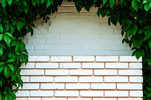 white brick wall with ivy AI generated, a Photo by WorldOfPhotos