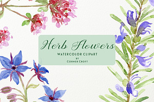 Watercolor Herb Flower Clipart