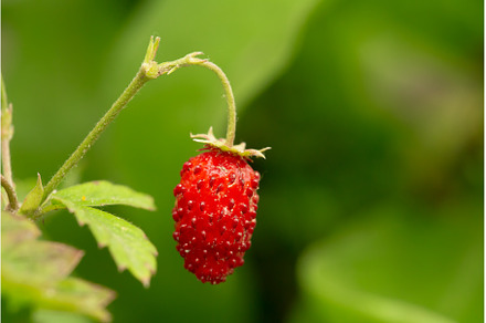 Red Fragaria Or Wild Strawberry, a Nature Photo by Our Amazing World