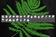 Leaves Photoshop Stamp Brushes, a Brush Add-On by ArtistMef (Thumbnail 3 of 4)
