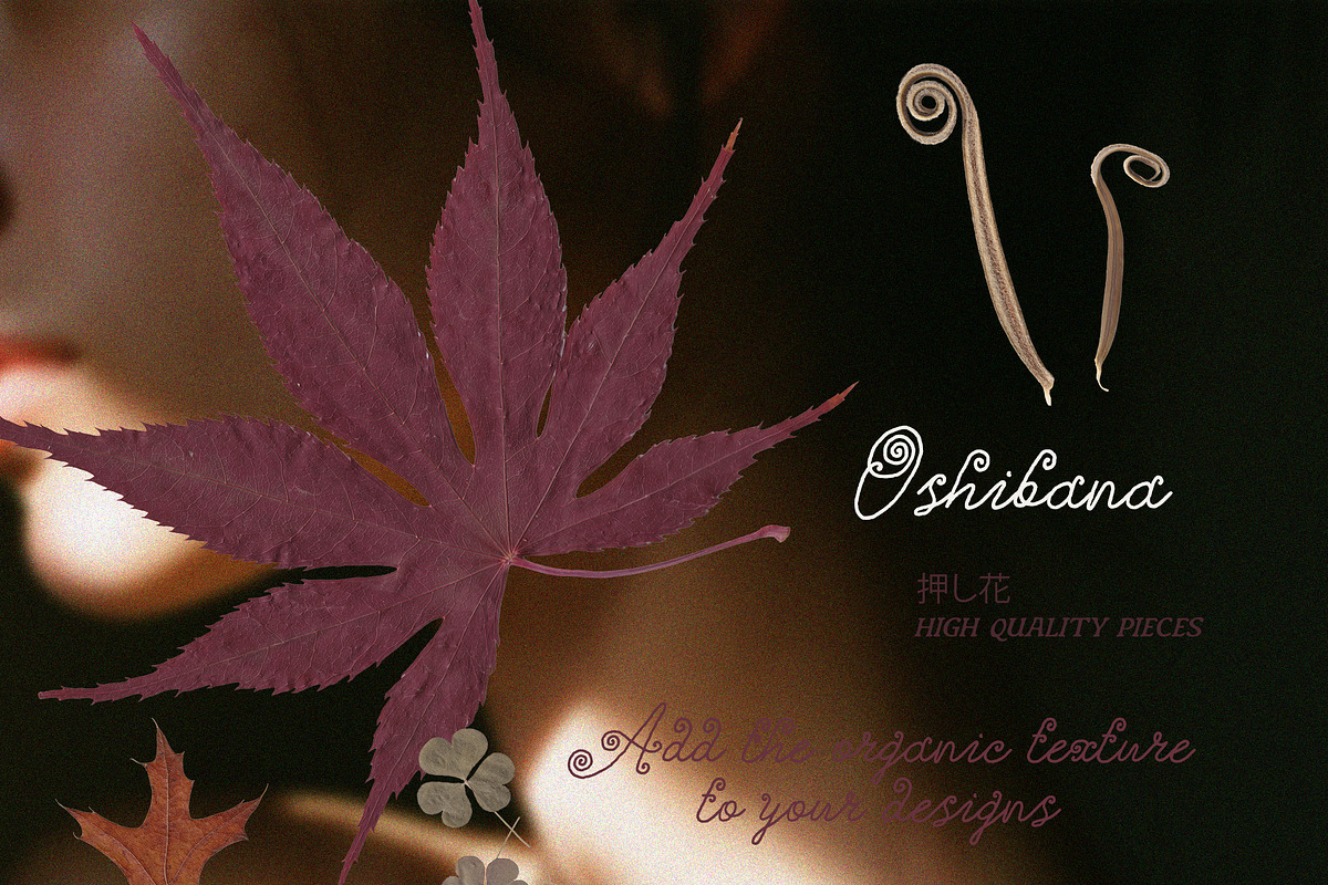 Oshibana Dried & Pressed Fall Leaves, an Object Graphic by Lana Elanor (Photo 15 of 17)