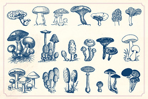 Vintage Mushrooms & Fungi