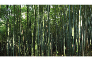 Timelapse In Bamboo Grove. Beautiful, a Nature Photo by Our Amazing World