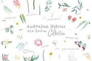 Australian Natives Watercolor, an Illustration by sarahnalder (Thumbnail 4 of 5)