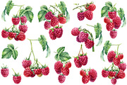Watercolor Fresh Berries, a Decorative Illustration by Hanna Hryharenka (Thumbnail 3 of 16)