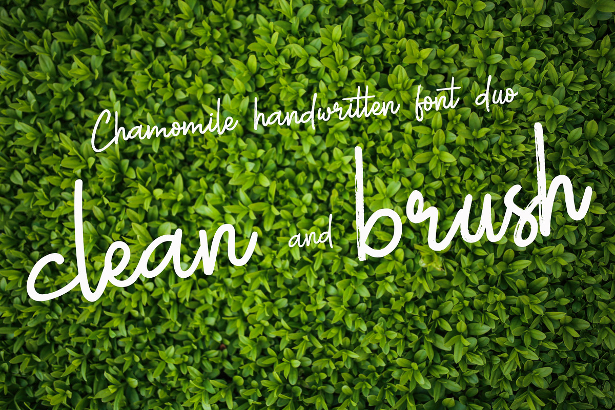 Chamomile Script Font preview 2