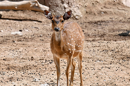 View of a spotted deer