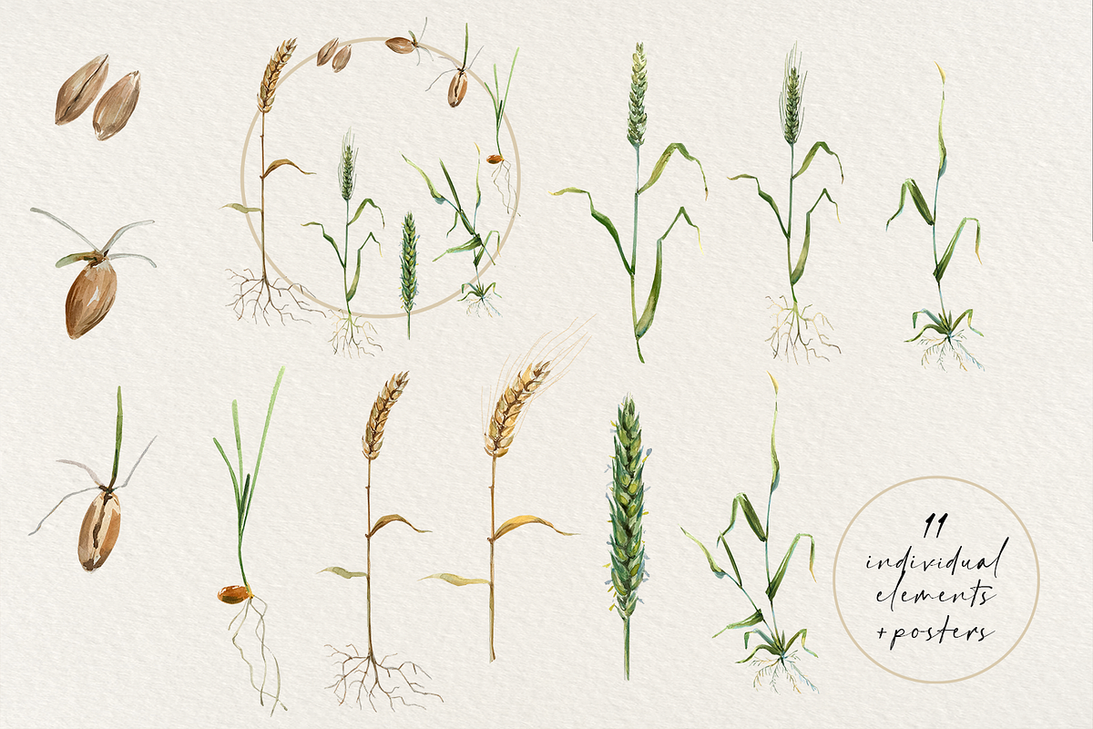 Wheat Life Cycle Clip Arts & Posters, an Education Illustration by Tati Bordiu (Photo 1 of 4)