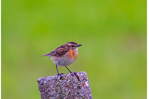 Whinchat - Saxicola rubetra posing, an Animal Photo by Lukas Jonaitis SHOP