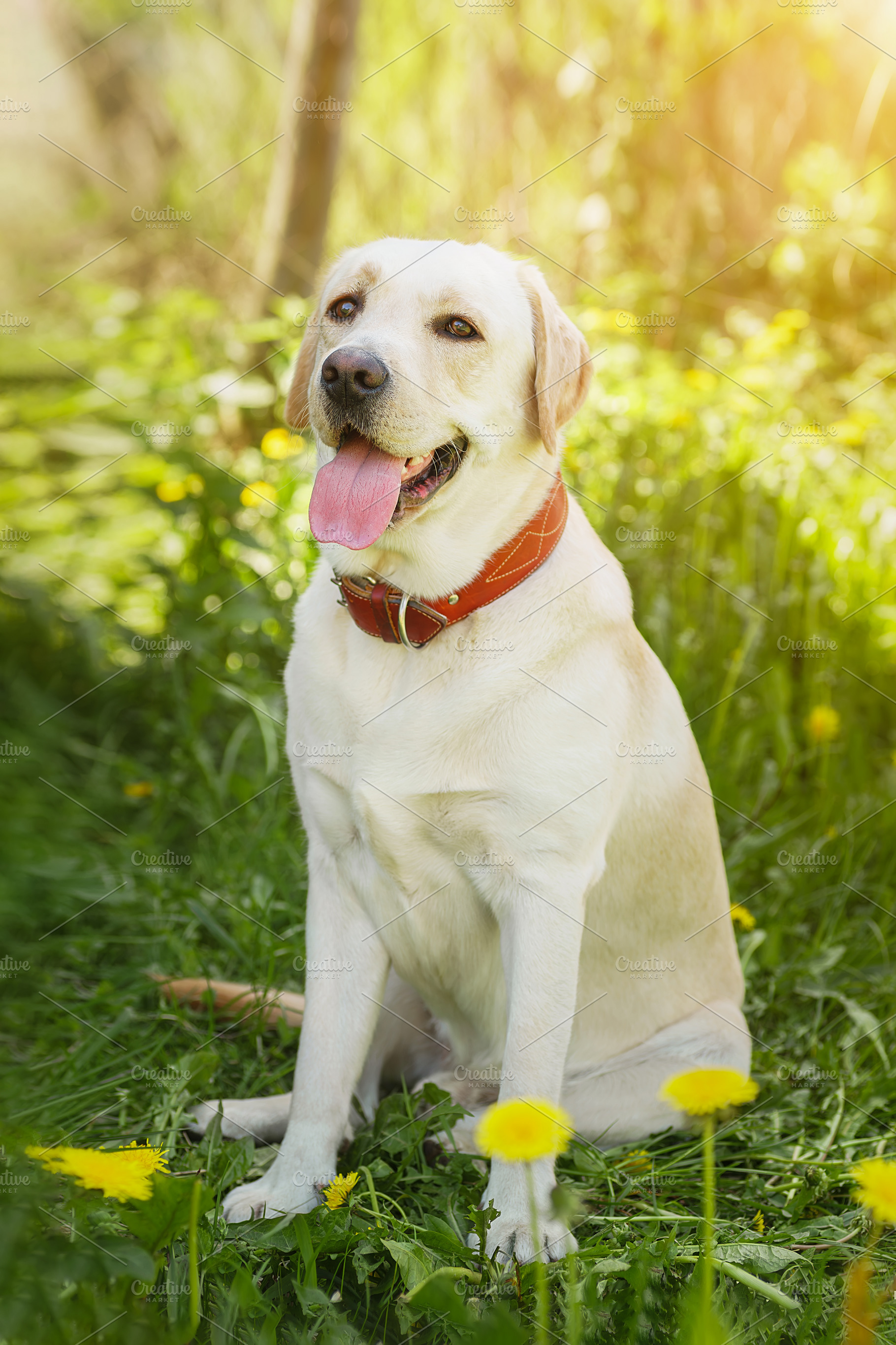 dog labrador retriever fawn color in, an Animal Photo by AlexBush