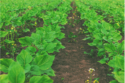 Small sunflower sprouts on the field, a Nature Photo by yanadjana