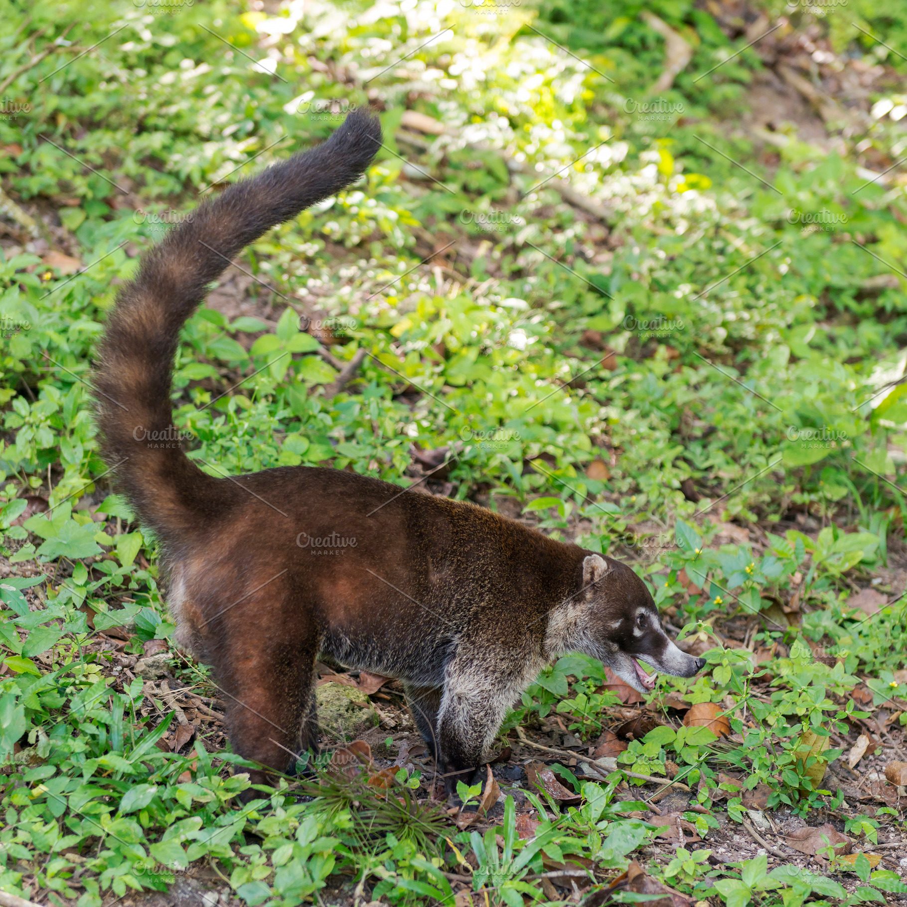 Coatimundi At Tikal Guatemala, an Animal Photo by THP Creative