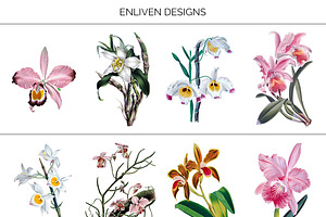 Orchid Clipart