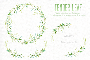 Tender Leaf Watercolor Clipart