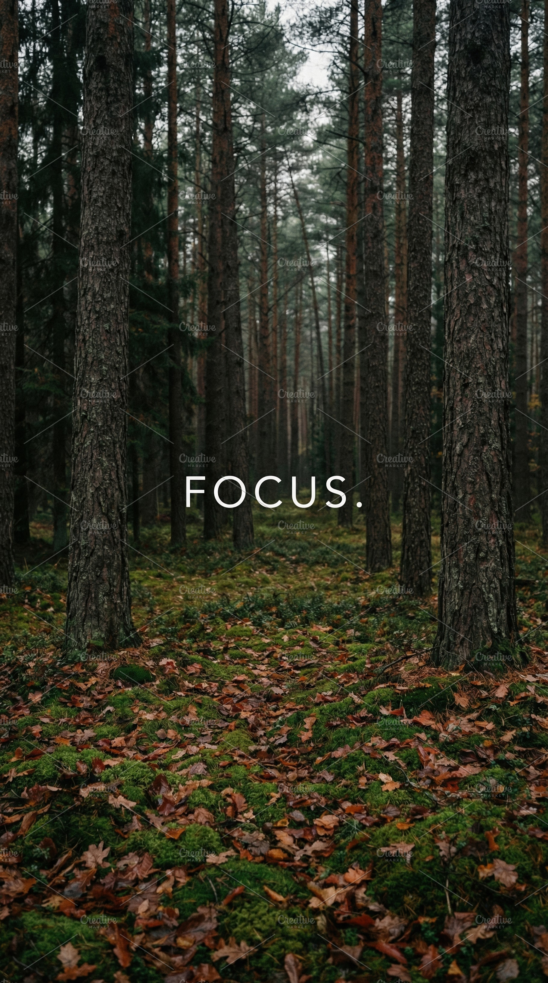 Enchanting Forest Floor with Moss, a Nature Photo by Virgo Studio