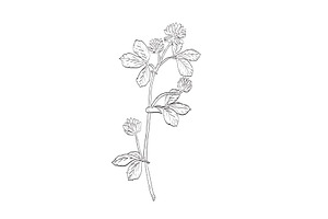 White Clover Edible Plant Drawing, a Healthcare Illustration by patrimonio