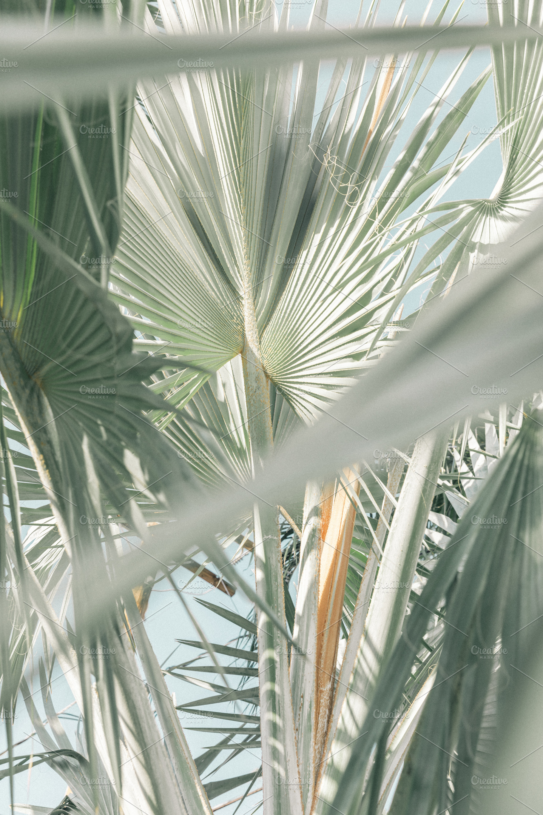 summer palms, a Nature Photo by remi + tori