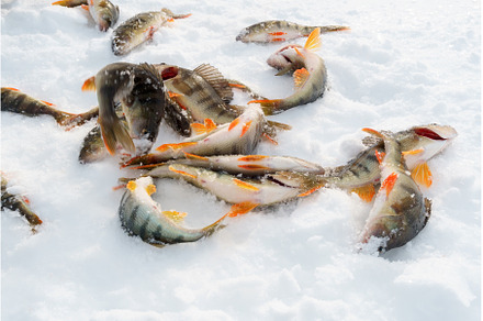 Caught fish common perch, European, an Animal Photo by darksoul72