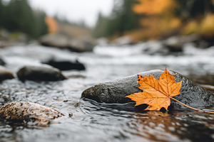 Autumn maple leaf resting on a wet, a Nature Photo by MistyDay