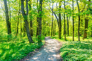 Green forest with spring trees, a Nature Photo by Vapi