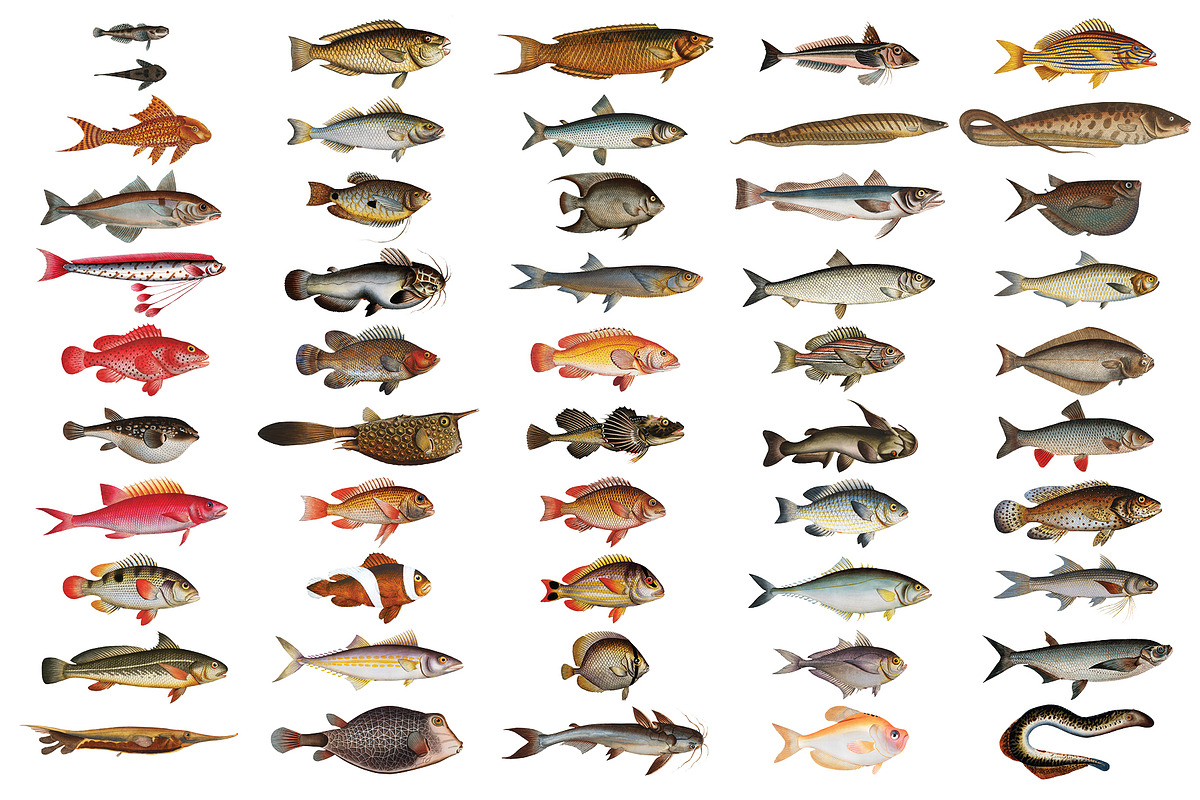 500+ Vintage Fish Illustrations, an Illustration by Dene Studios (Photo 9 of 15)