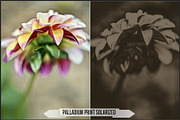 Platinum Palladium Prints LUTs, a Plug-in Add-On by Raztrend (Thumbnail 12 of 32)