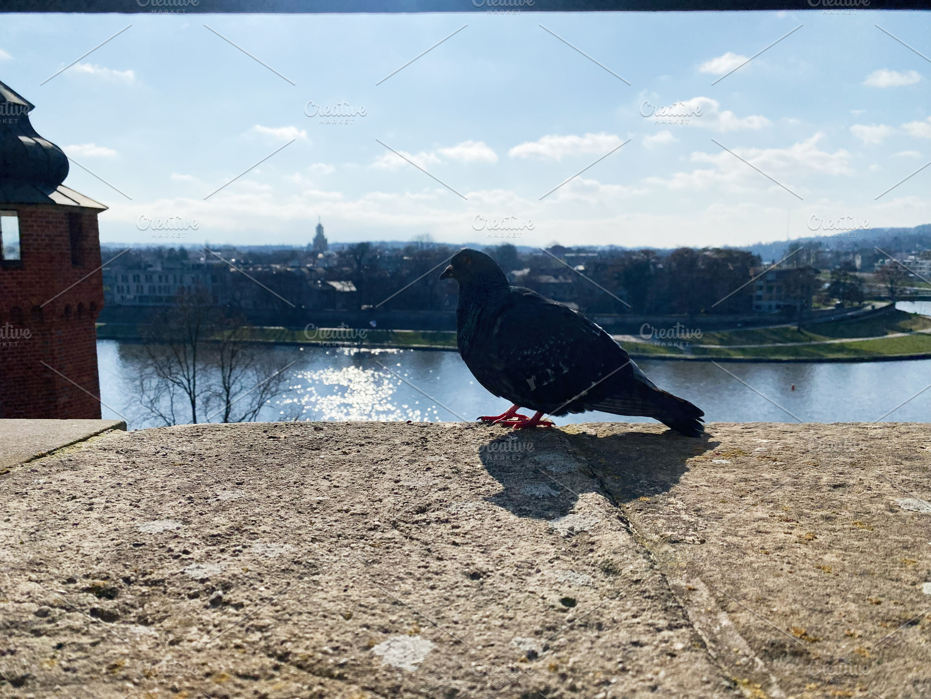 Pigeon by a scenic river in Krakow, Poland during calm sunny day, a Photo by AS photostudio