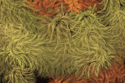 Plumage Atelier. Procreate Brushes, a Brush Add-On by Eldar Zakirov's (Thumbnail 20 of 25)