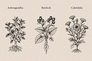 30 Medicinal Herbs & Plants, a Decorative Illustration by Gonez Studio (Thumbnail 3 of 19)