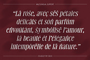 CS Adley – Elegant Font, a Serif Font by Craft Supply Co. (Thumbnail 6 of 8)