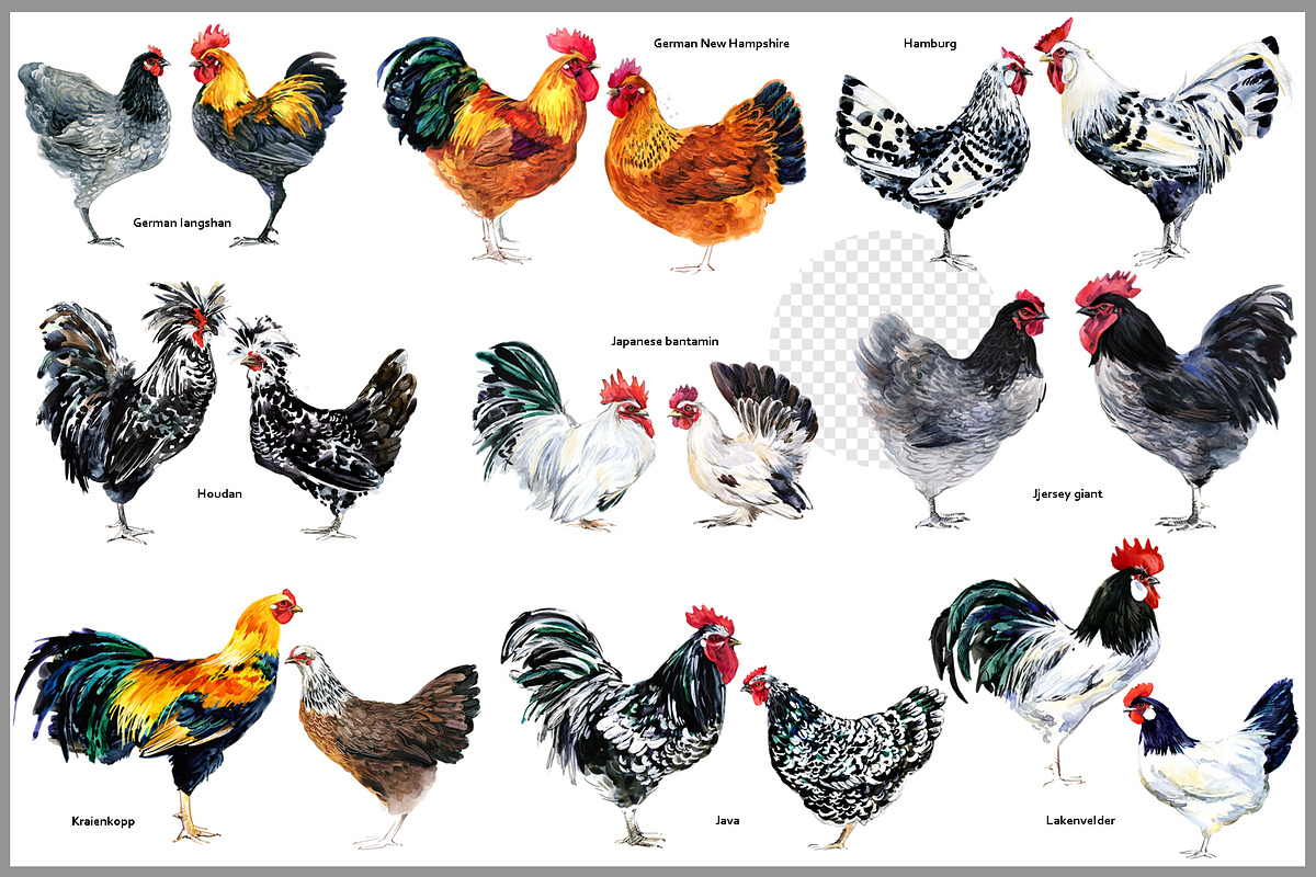Watercolor Chicken Breeds Clipart, an Animal Illustration by FineArt (Photo 7 of 11)