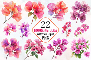 Bougainvillea Flower Watercolor PNG, a Seasonal Illustration by RobertsArt